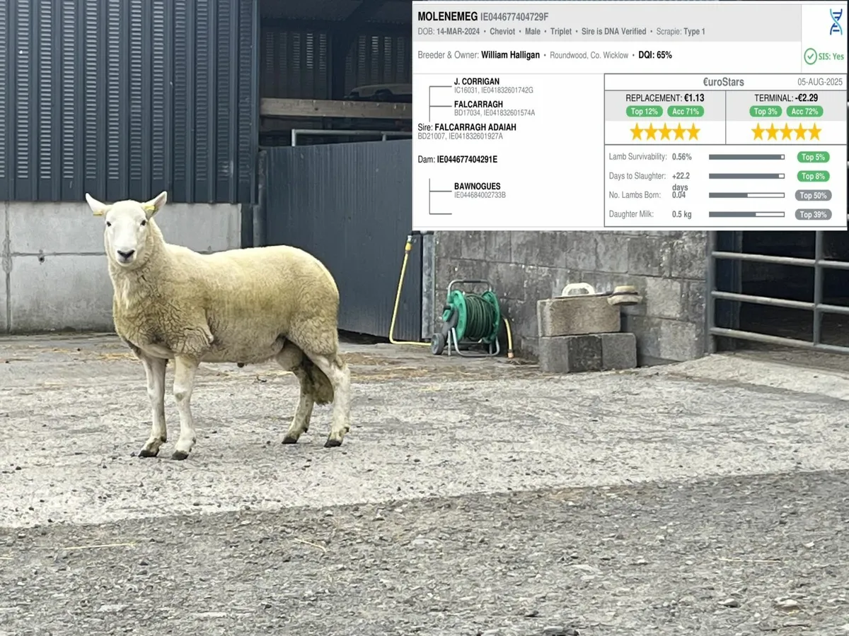 Cheviot Hogget Rams - Image 2