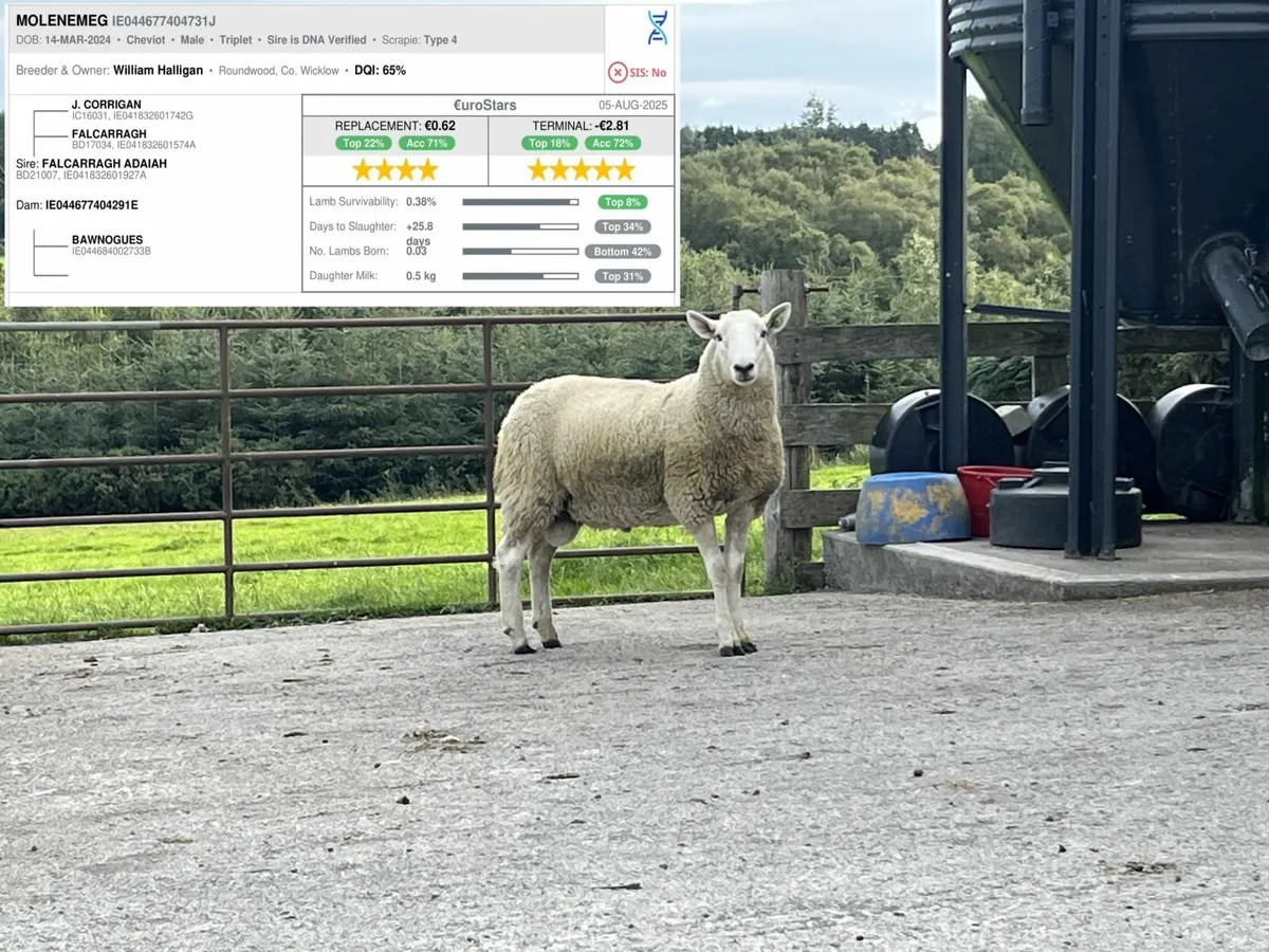 Cheviot Hogget Rams - Image 3