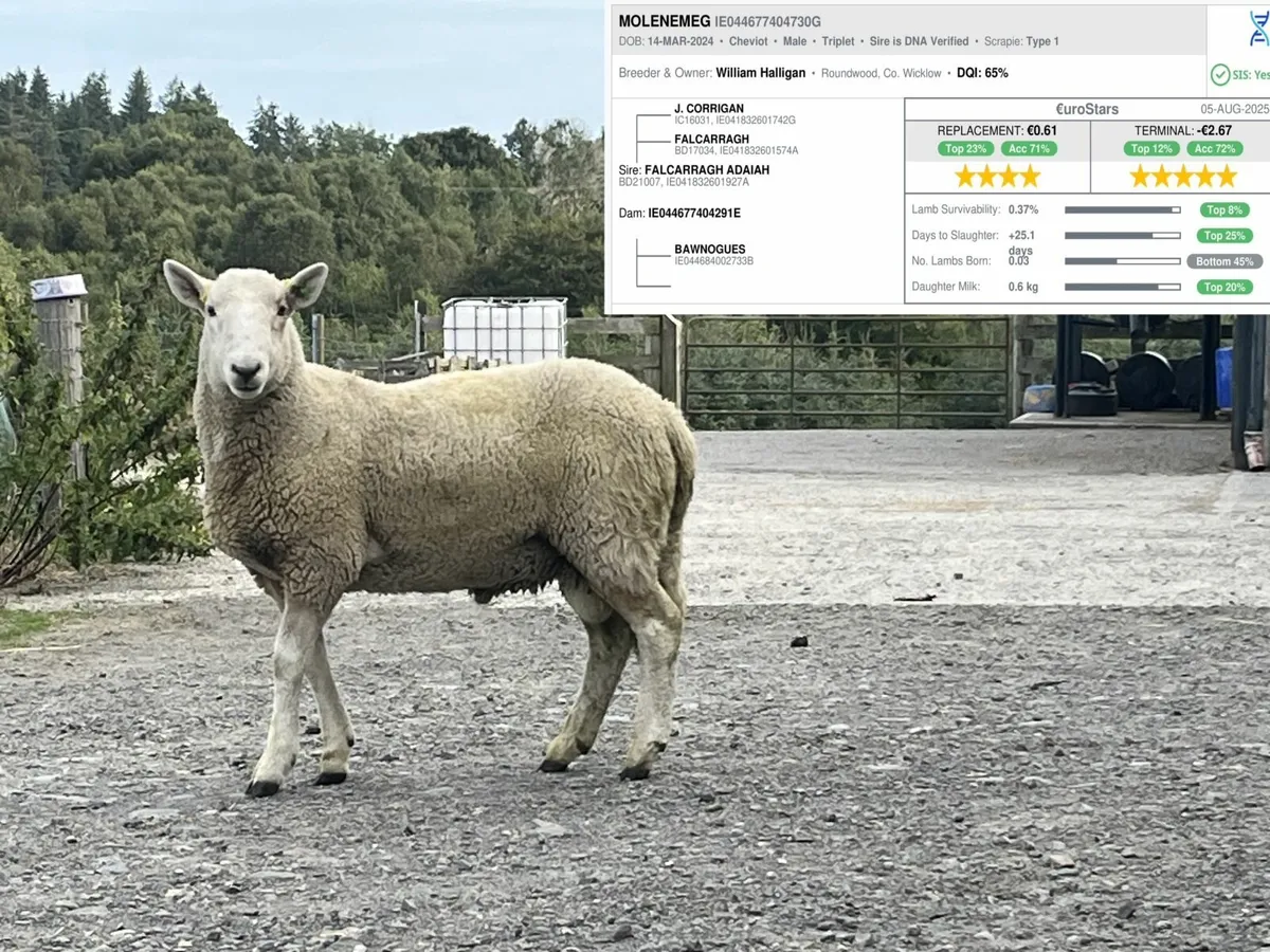 Cheviot Hogget Rams - Image 4
