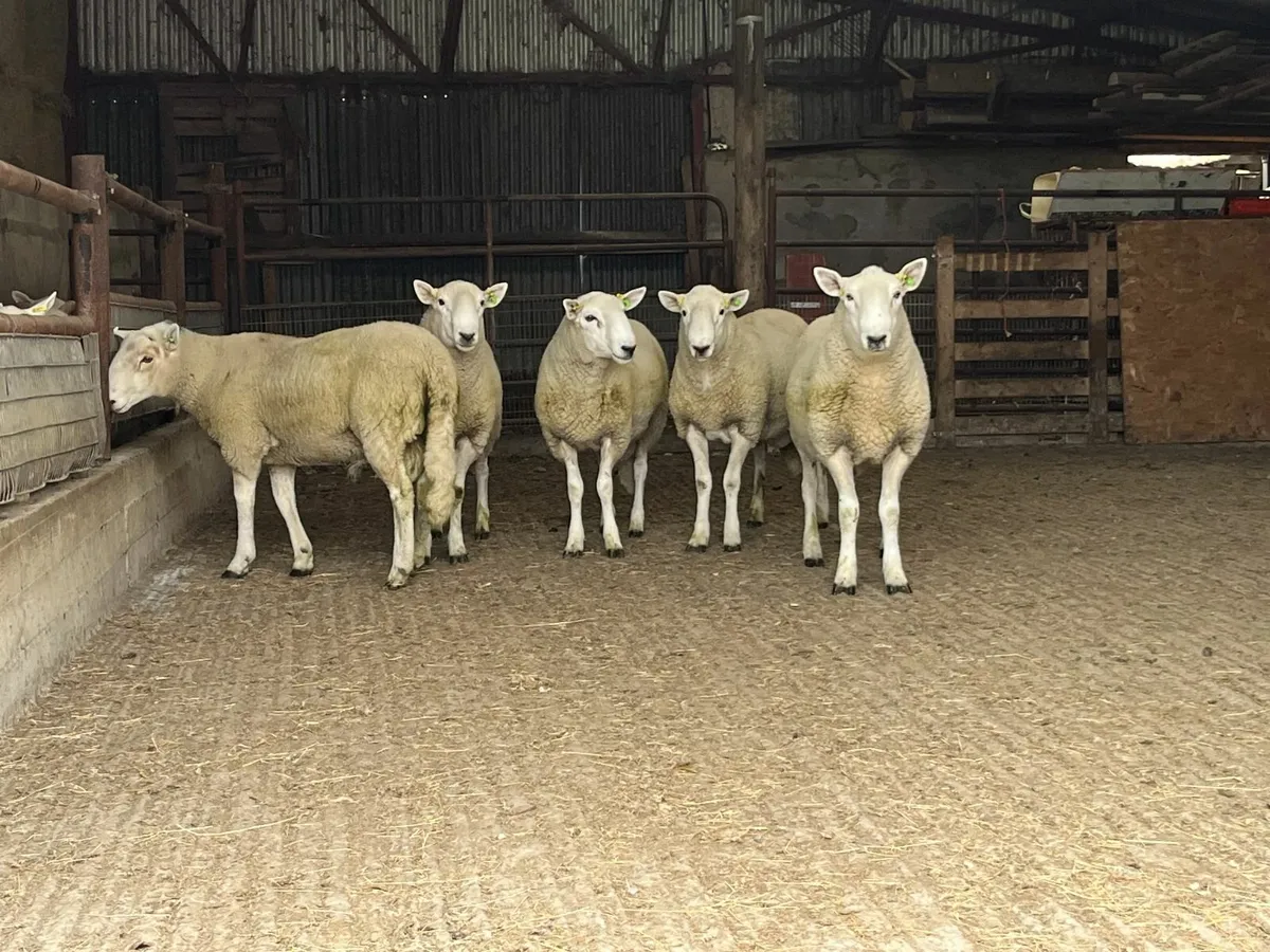 Cheviot Hogget Rams - Image 1