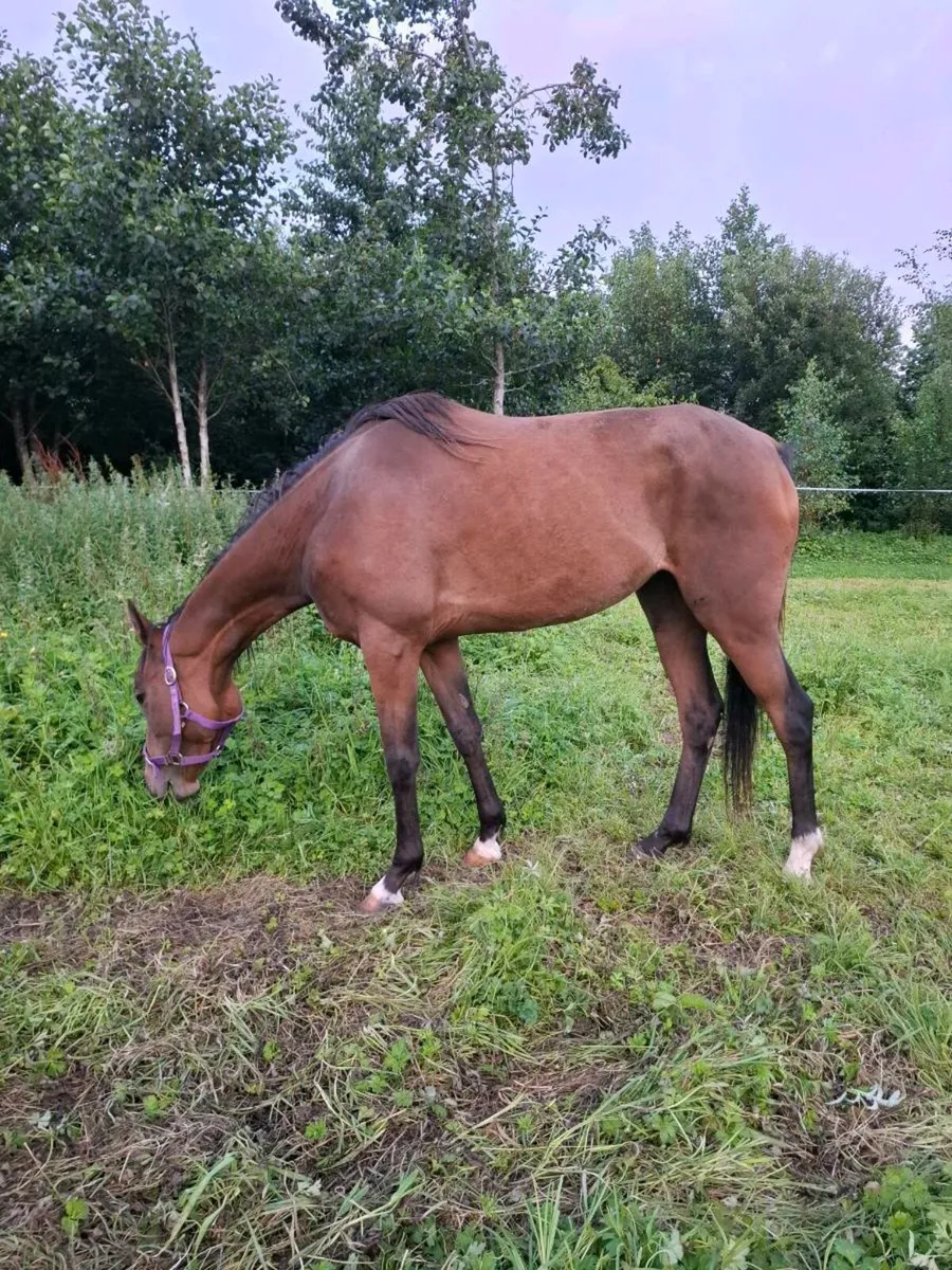 2yo Filly - Image 4