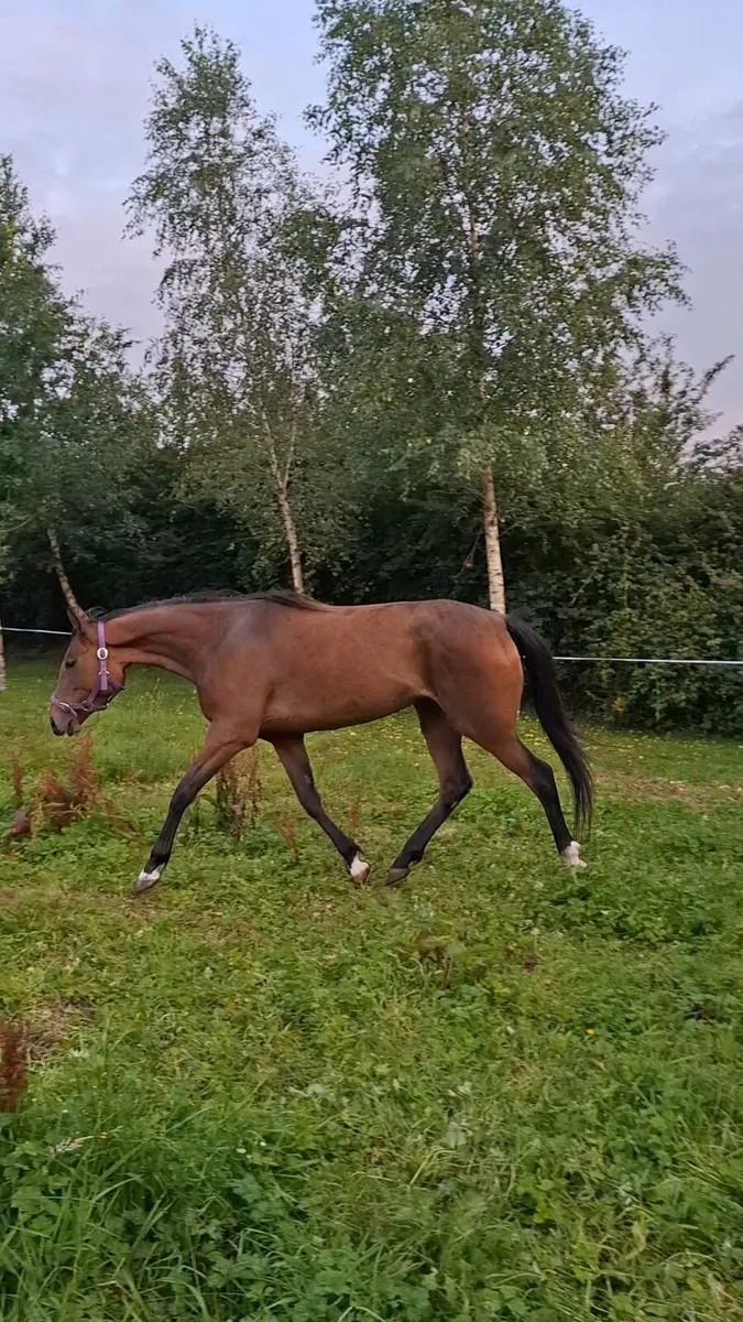 2yo Filly - Image 1