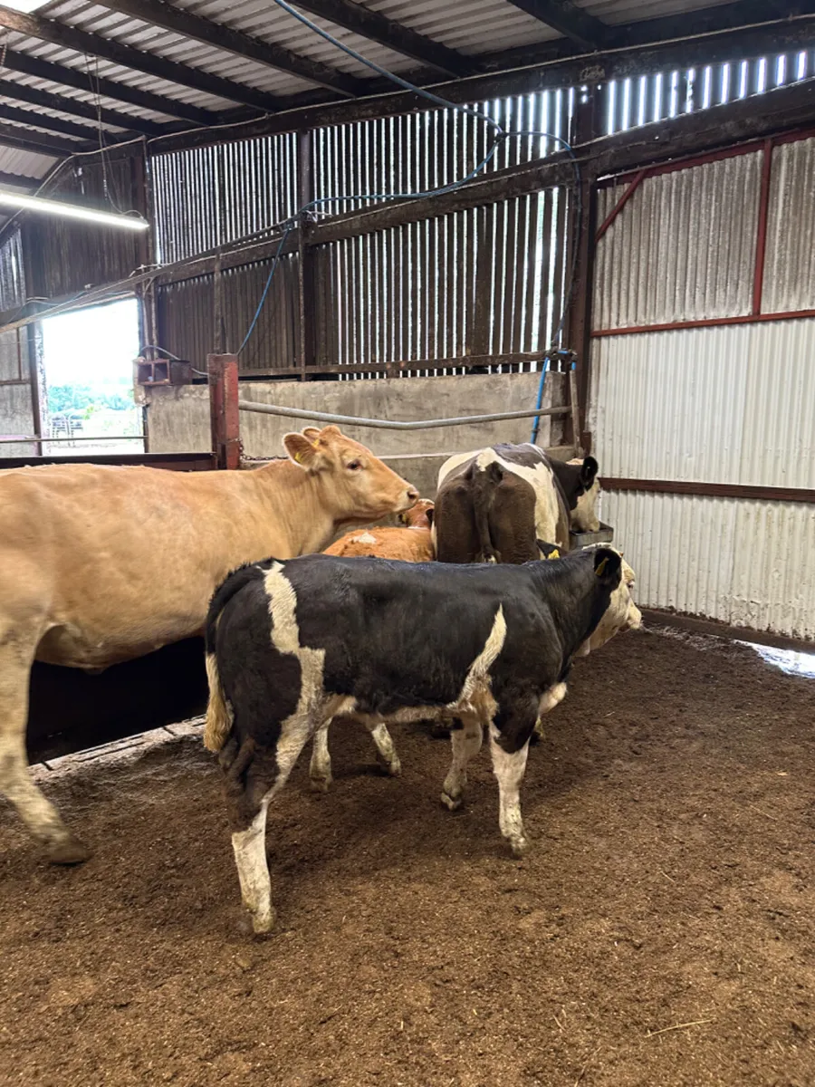 Second calving outfits - Image 2