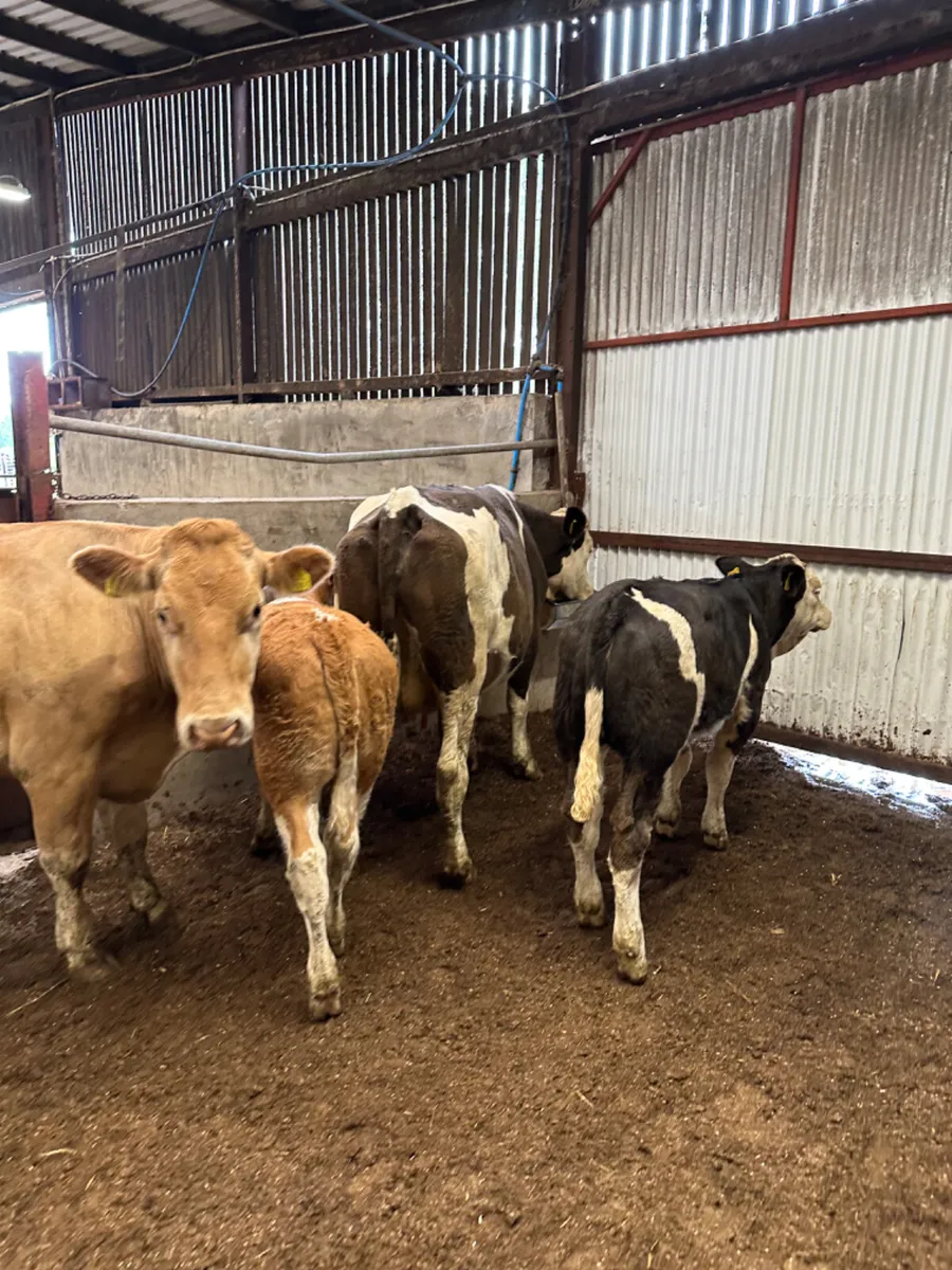 Second calving outfits - Image 4
