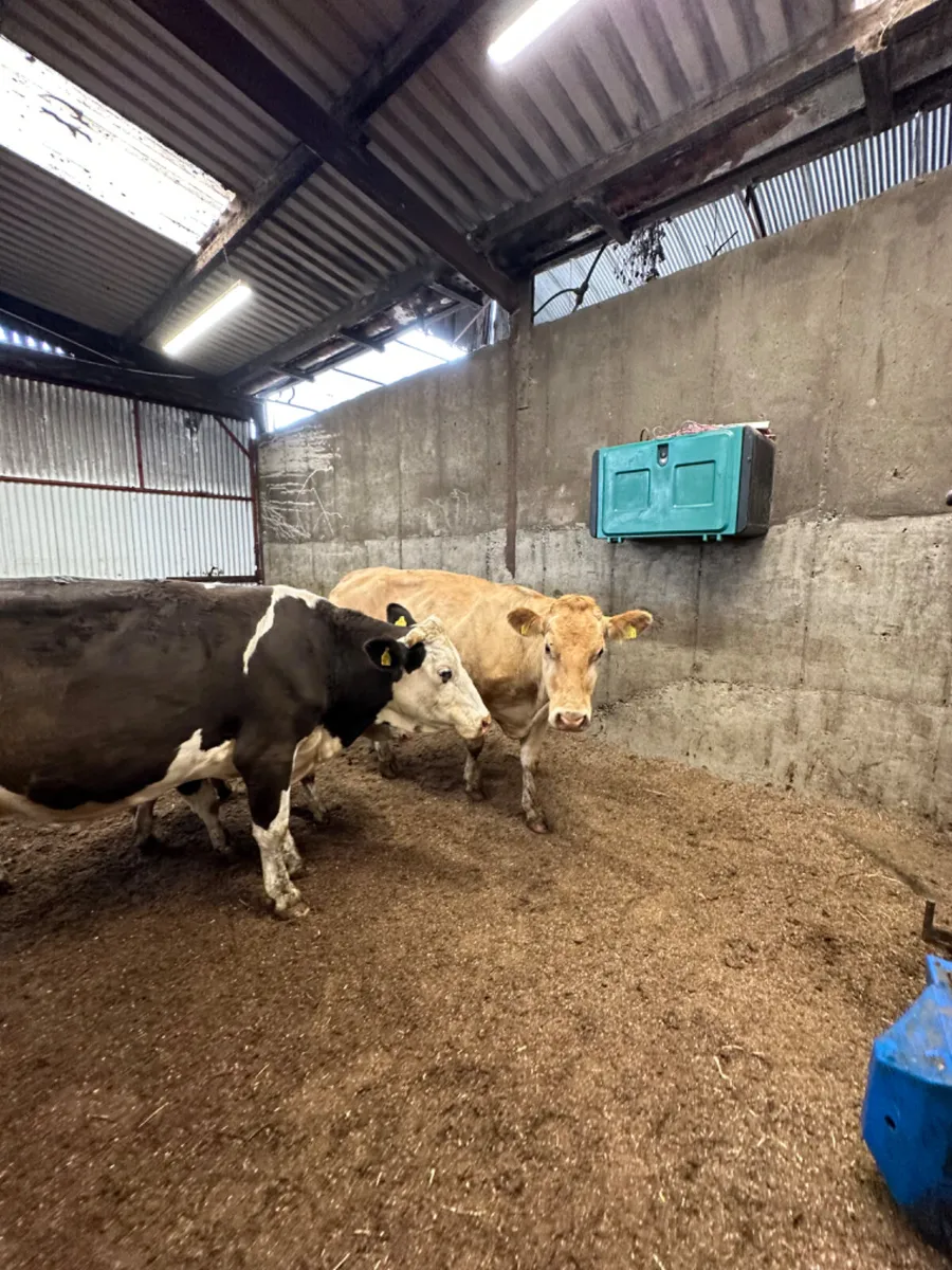 Second calving outfits - Image 1