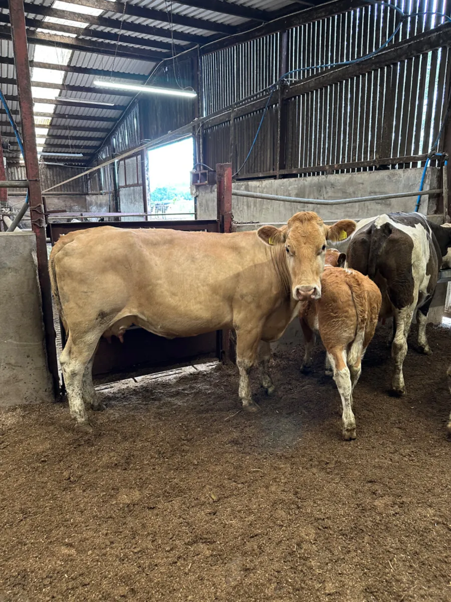 Second calving outfits - Image 3