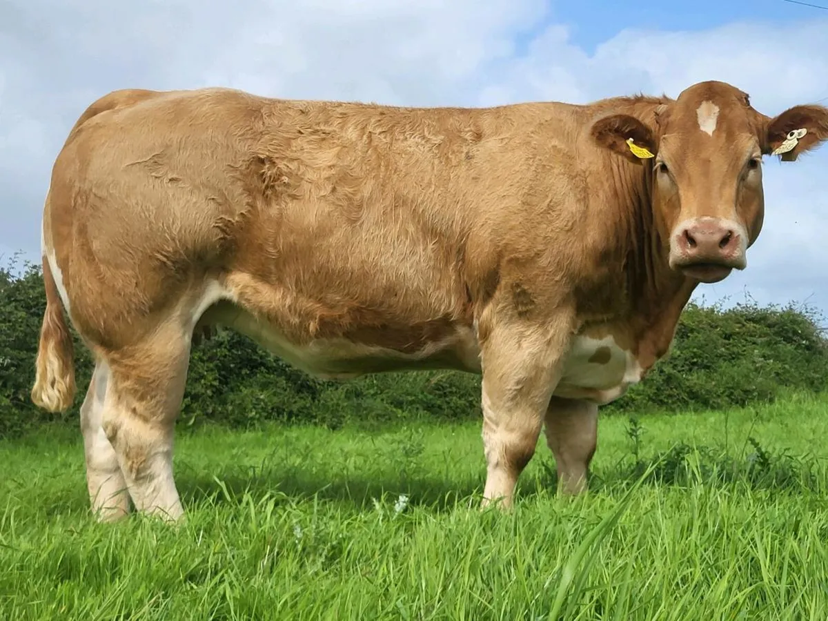 HEIFERS - Image 2