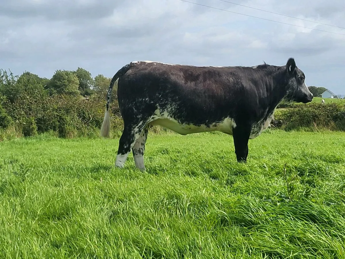 HEIFERS - Image 3