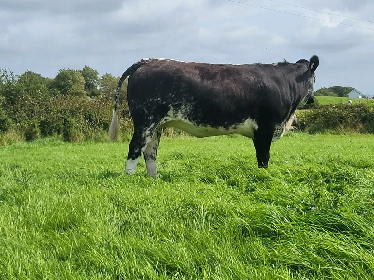 HEIFERS - Image 4