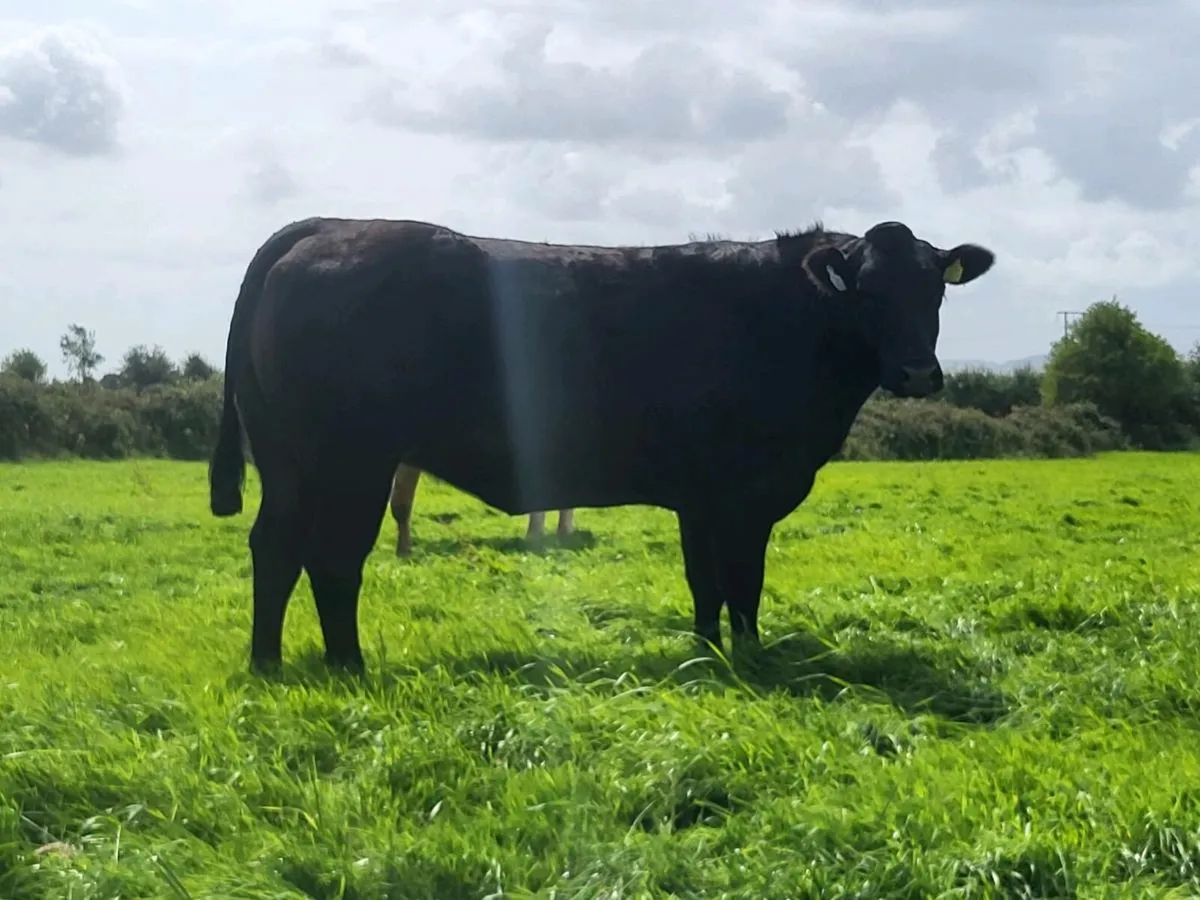 HEIFERS - Image 1