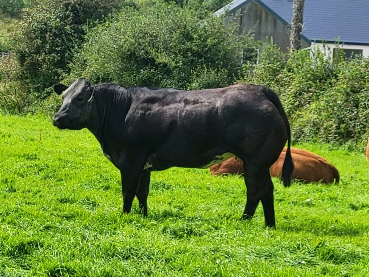 HEIFERS - Image 1