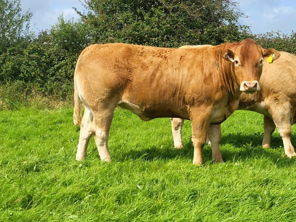 HEIFERS - Image 4