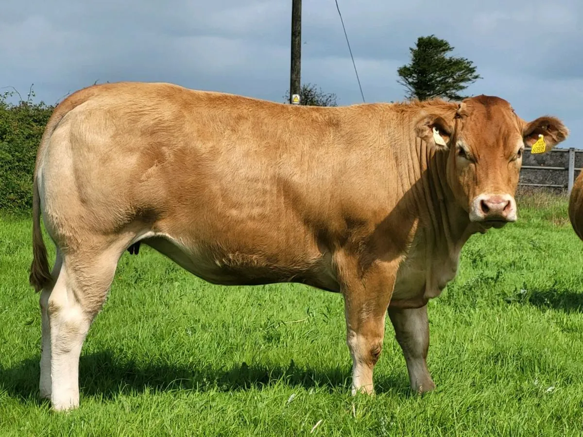 HEIFERS - Image 1