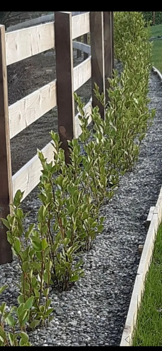 Griselinia - Image 2