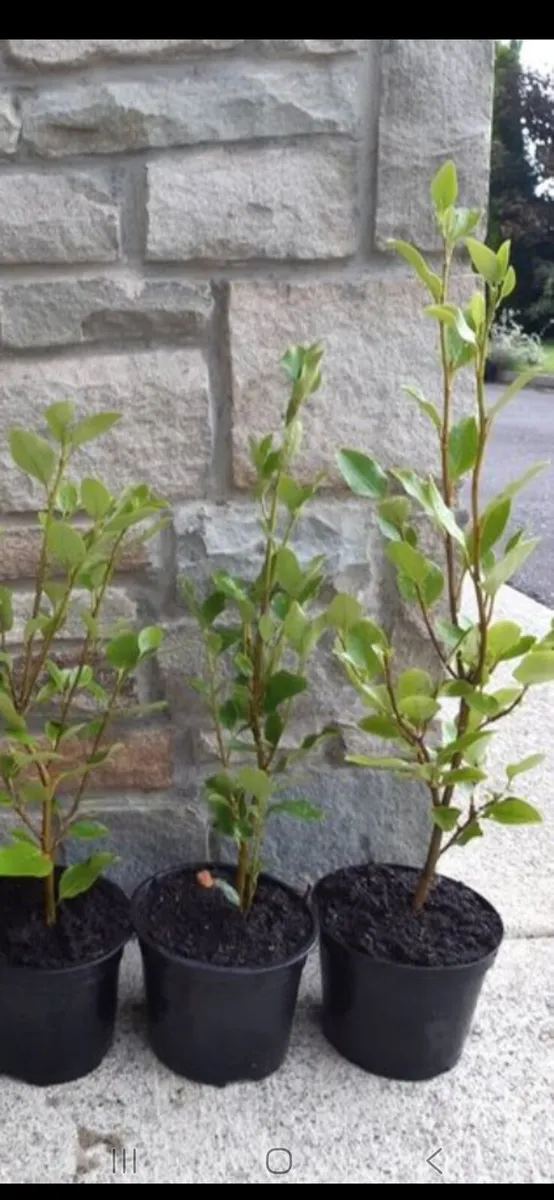 Griselinia - Image 3