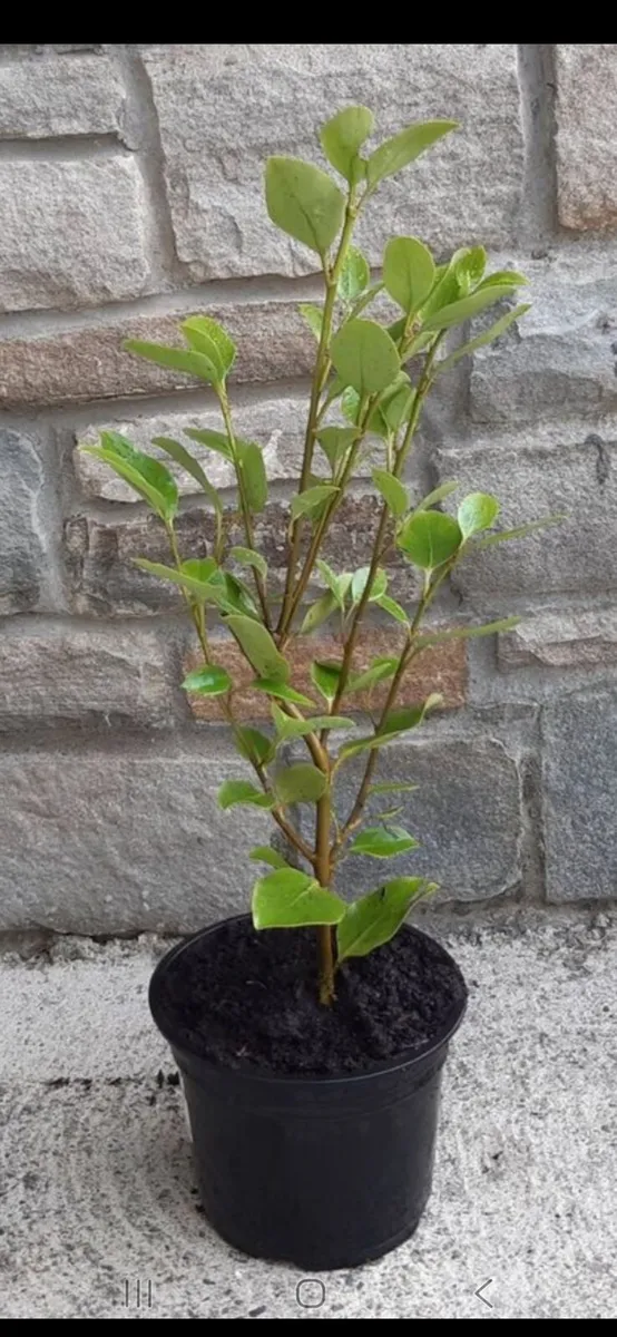 Griselinia - Image 4