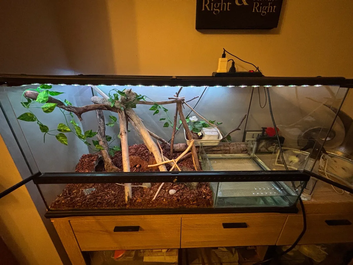 Corn snake + Exo Terra 36”x18”x18” Terrarium etc.. - Image 1