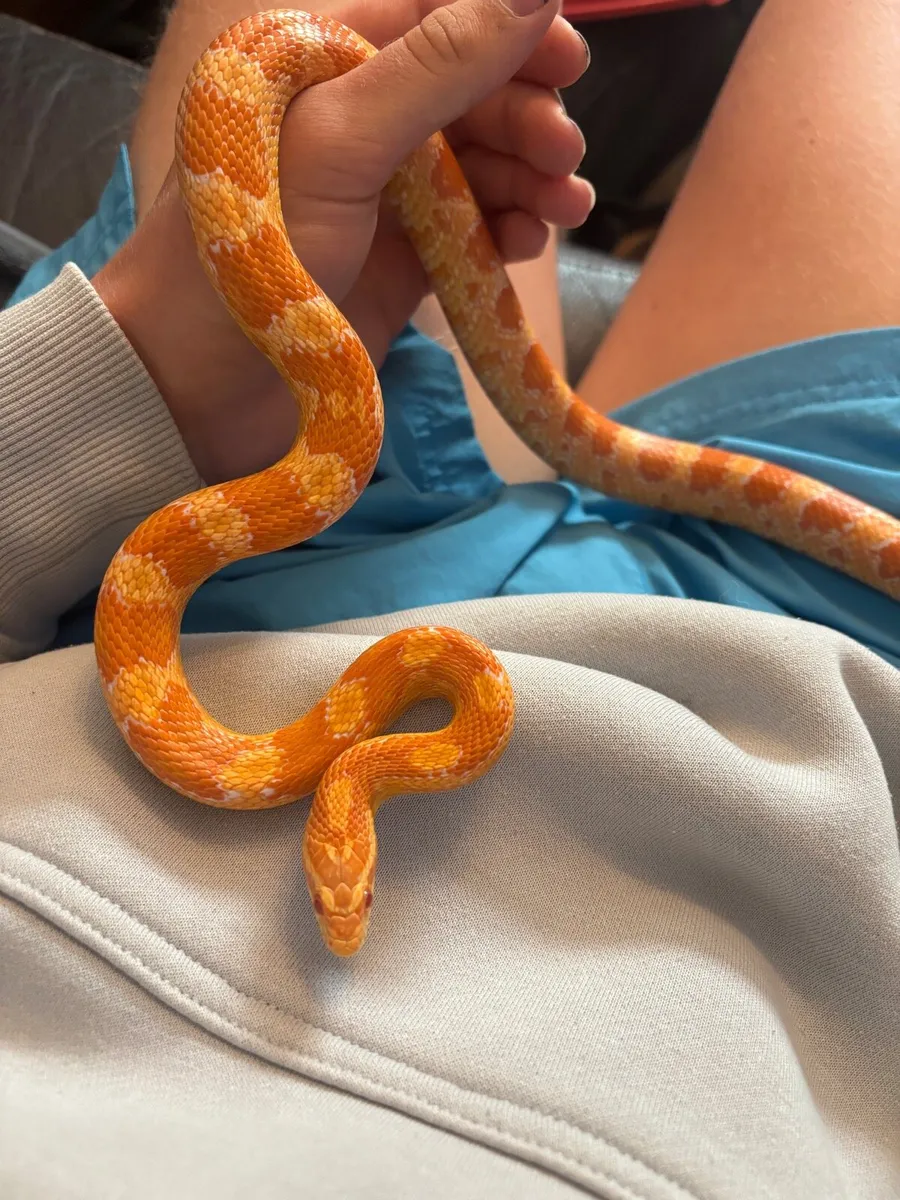 Corn snake + Exo Terra 36”x18”x18” Terrarium etc.. - Image 2