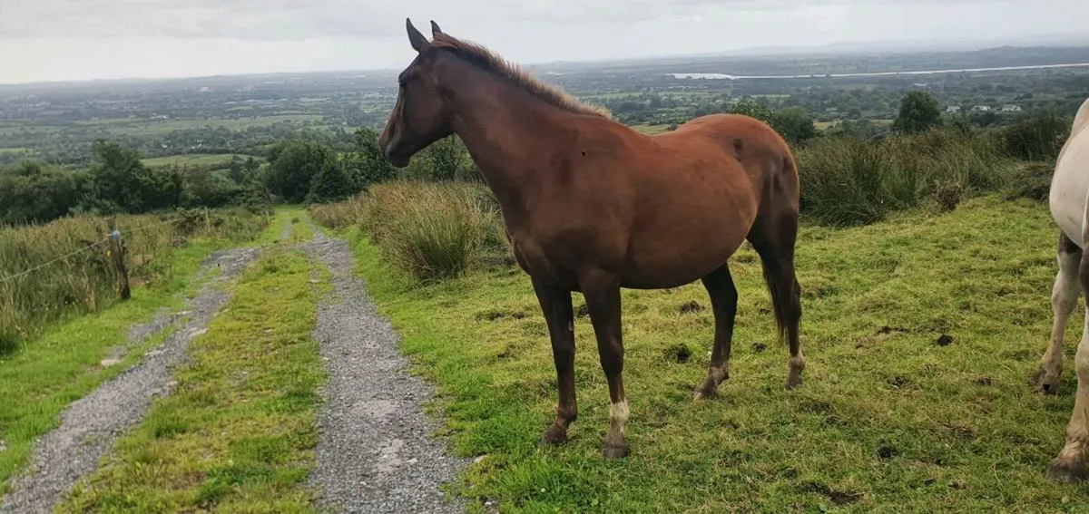 1 and 2 year old fillies for sale. - Image 2