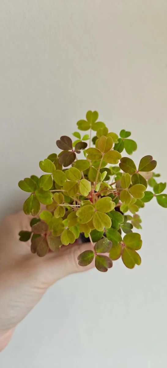 Oxalis "Sunset Velvet" - small plant - Image 1