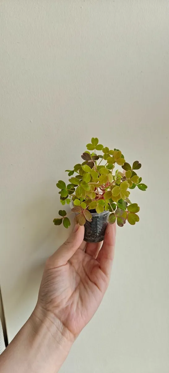 Oxalis "Sunset Velvet" - small plant - Image 2