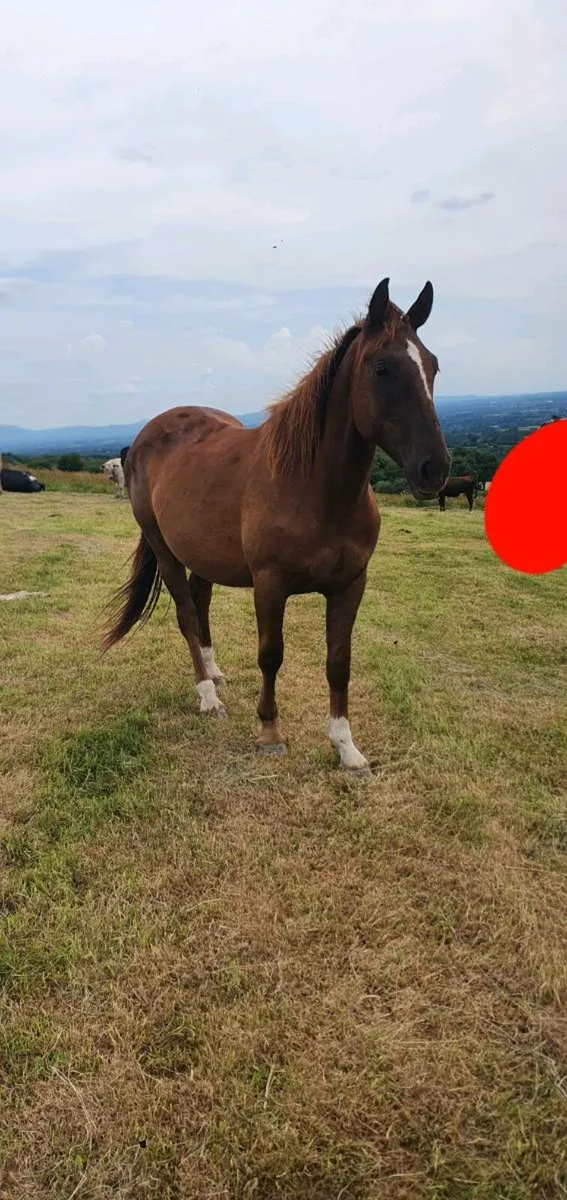 1 and 2 year old fillies for sale. - Image 3