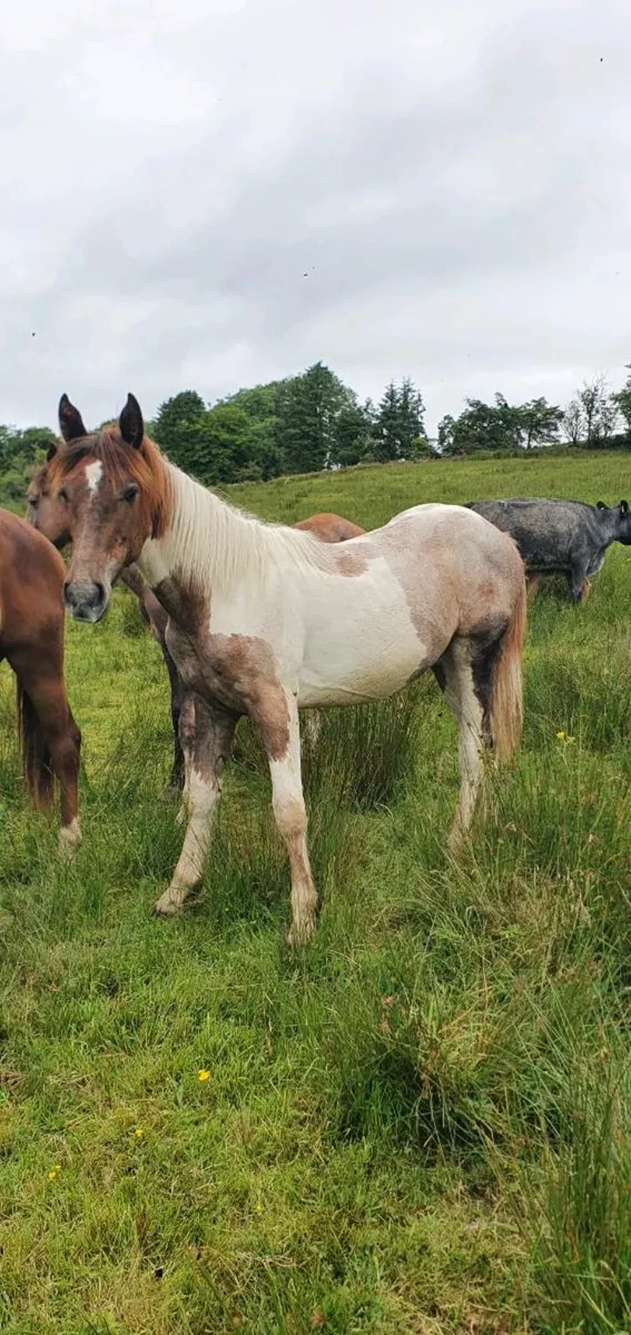 1 and 2 year old fillies for sale. - Image 4
