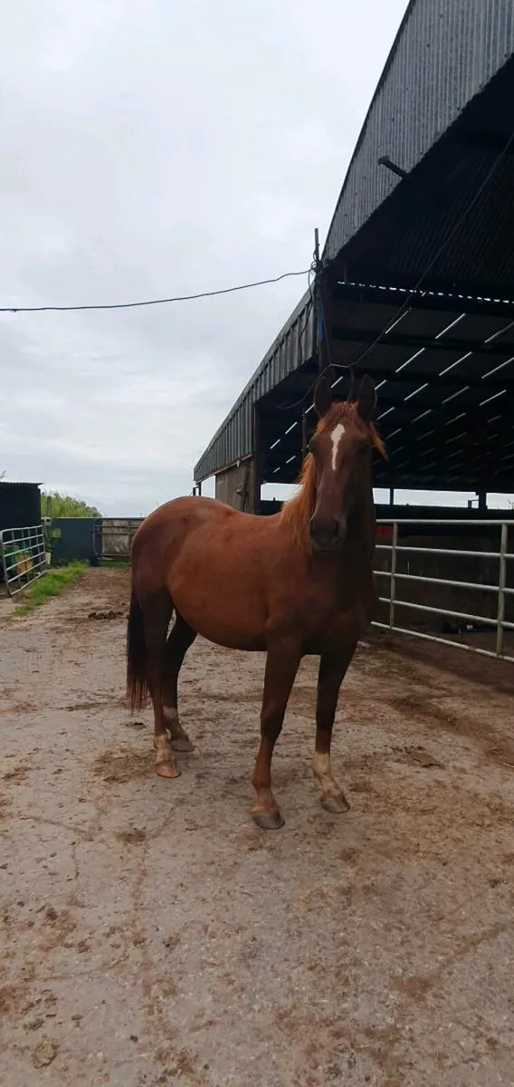 1 and 2 year old fillies for sale. - Image 1