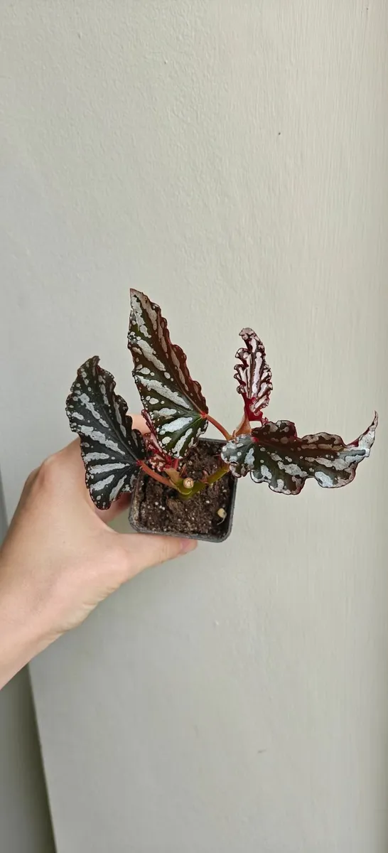 Begonia spotlight dark - young plant - Image 1