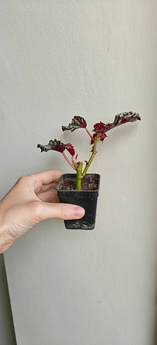 Begonia spotlight dark - young plant - Image 2