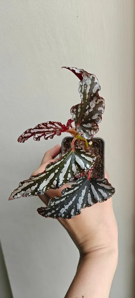 Begonia spotlight dark - young plant - Image 3