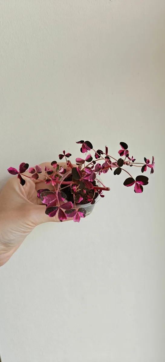 Oxalis "Crazy Plum" - small plant - Image 2