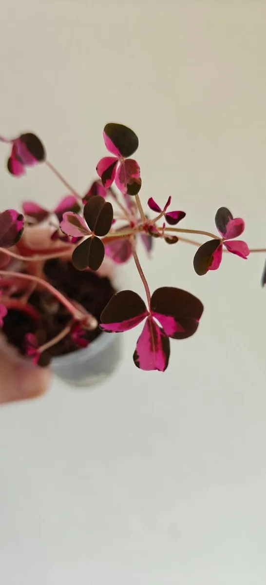Oxalis "Crazy Plum" - small plant - Image 1