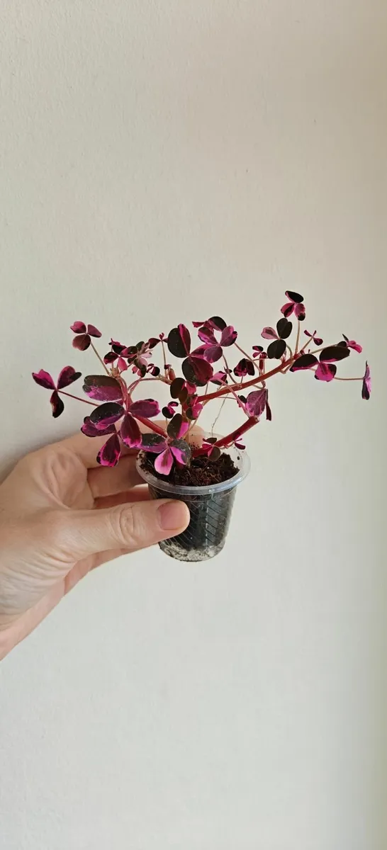 Oxalis "Crazy Plum" - small plant - Image 3