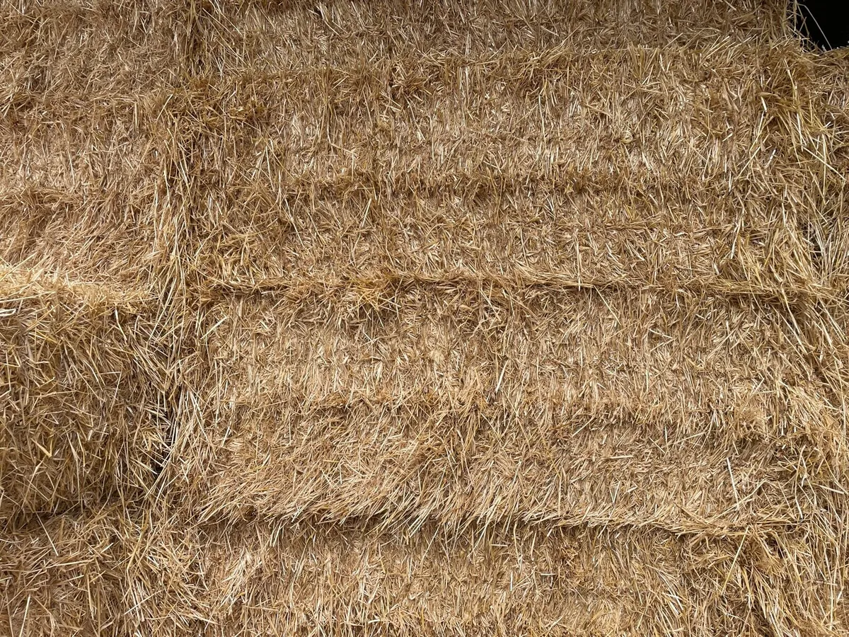 Barley Wheat Oats & Rye Straw - Image 1