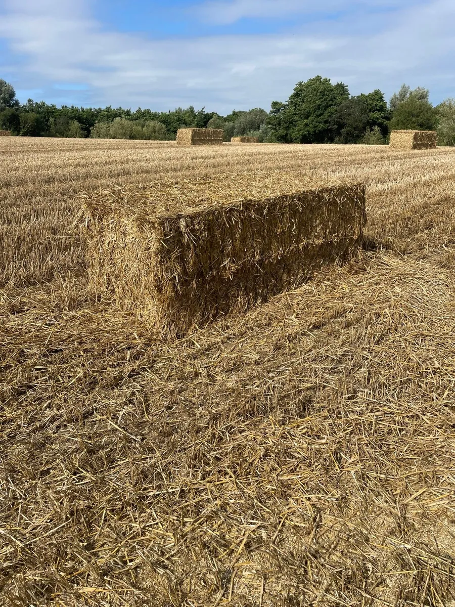 Barley Wheat Oats & Rye Straw - Image 2