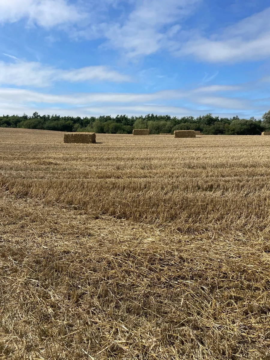 Barley Wheat Oats & Rye Straw - Image 3