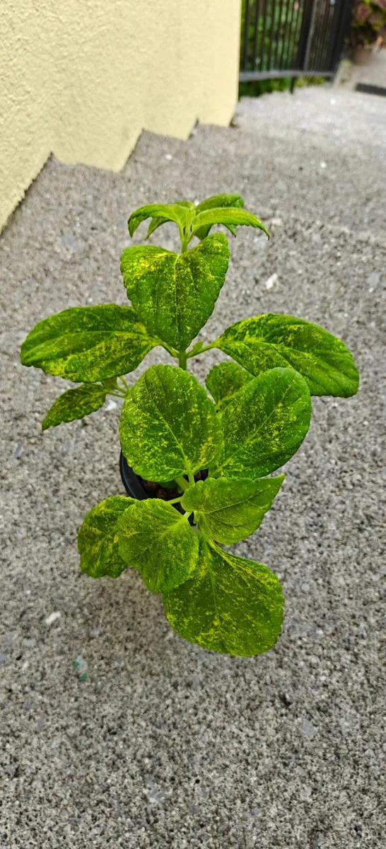 Large Coleus plant - Image 1