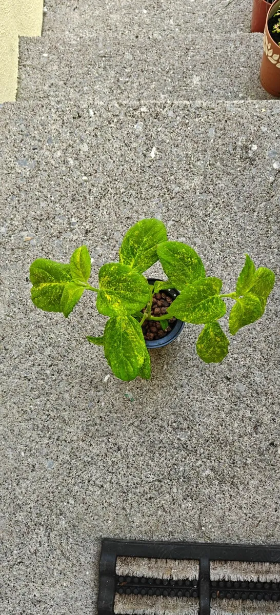Large Coleus plant - Image 2