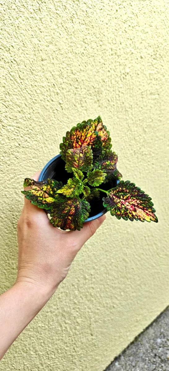 Rare coleus plant "Pinata" -  fully rooted plant - Image 1