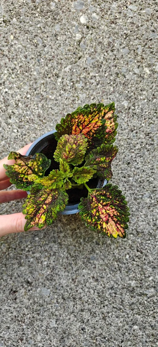 Rare coleus plant "Pinata" -  fully rooted plant - Image 2