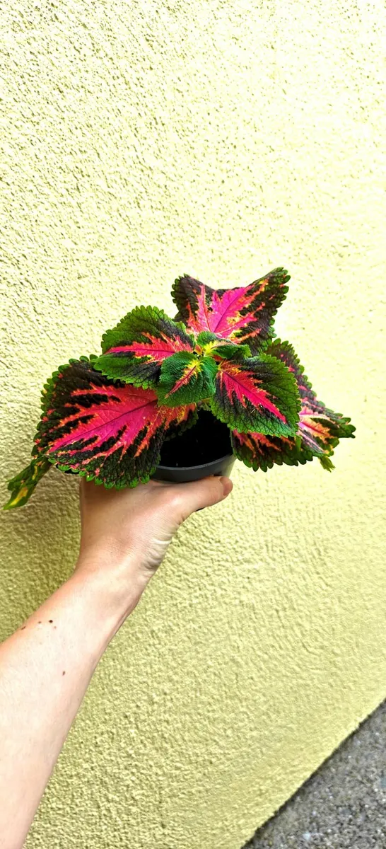Coleus plant - fully rooted - Image 1