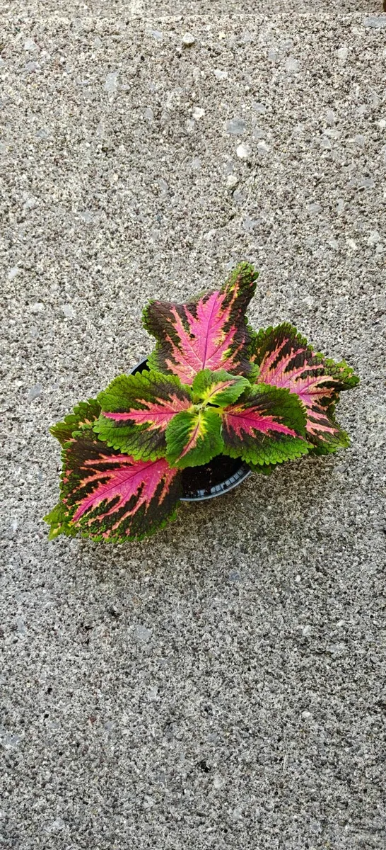 Coleus plant - fully rooted - Image 2