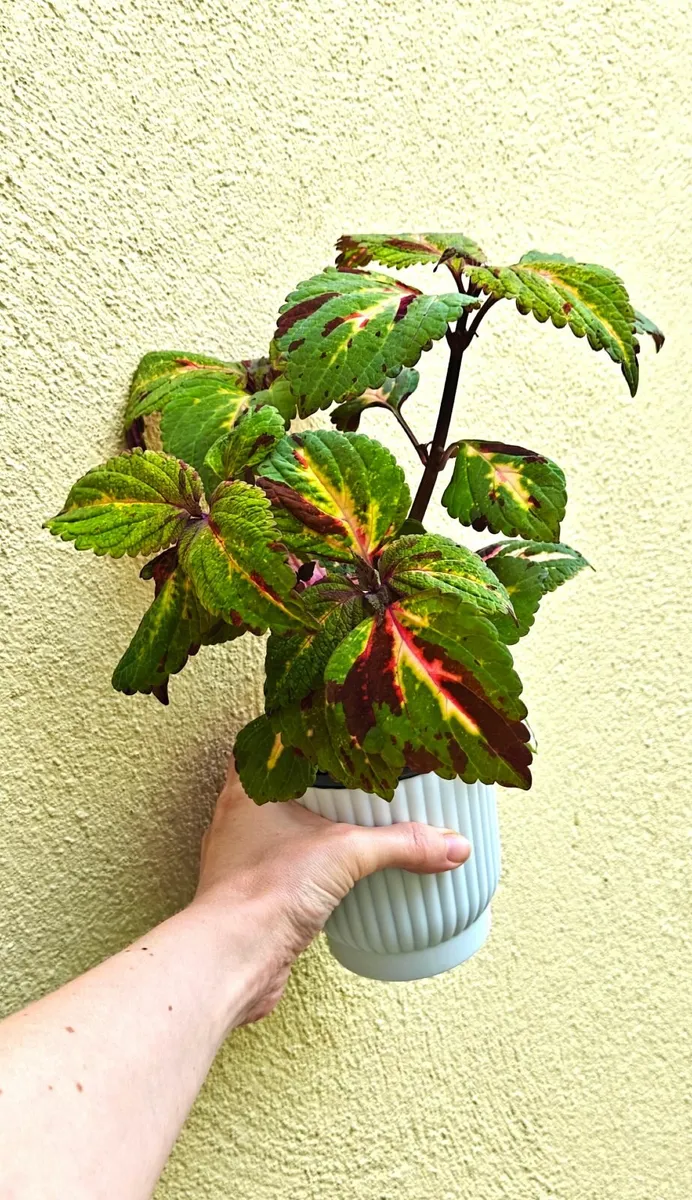 Large coleus plant - Image 1