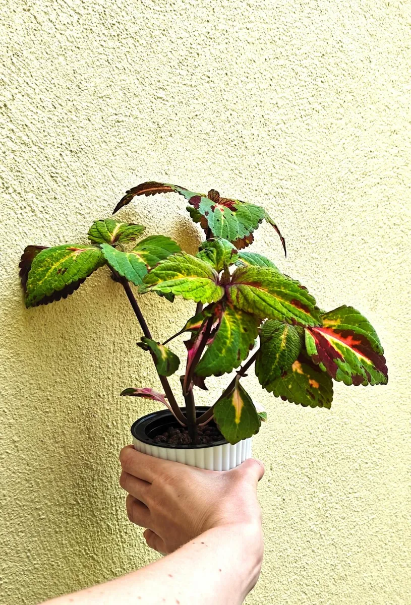 Large coleus plant - Image 2