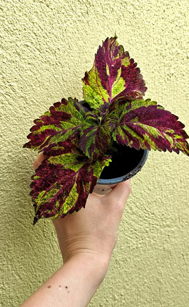 Rare coleus "Tess" - fully rooted plant - Image 1