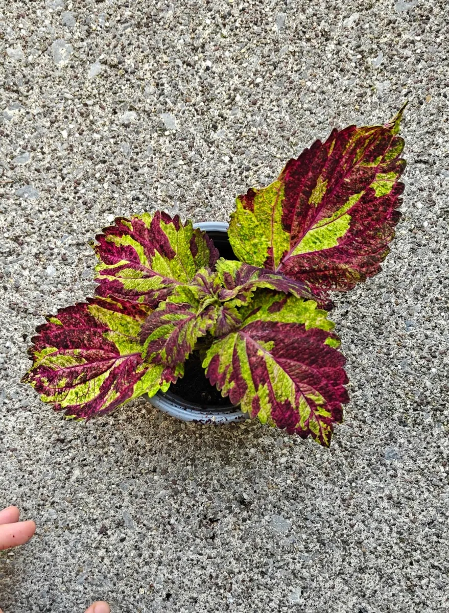 Rare coleus "Tess" - fully rooted plant - Image 2