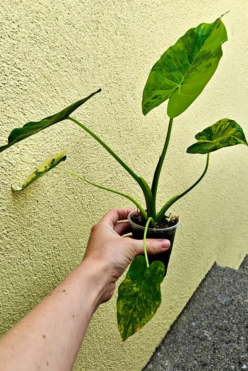Rare Alocasia Gageana Variegated plant - Image 2