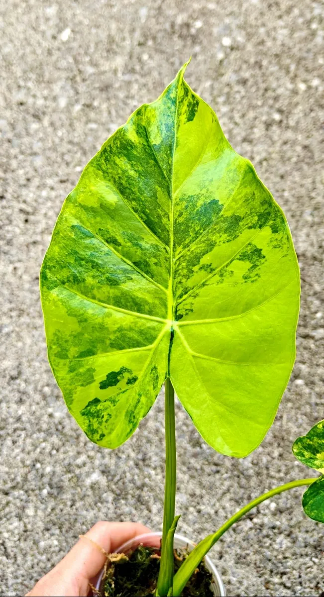 Rare Alocasia Gageana Variegated plant - Image 1