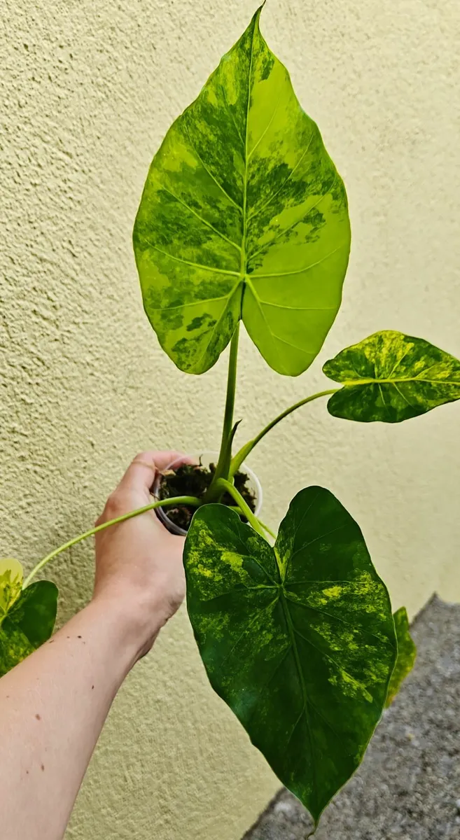 Rare Alocasia Gageana Variegated plant - Image 3